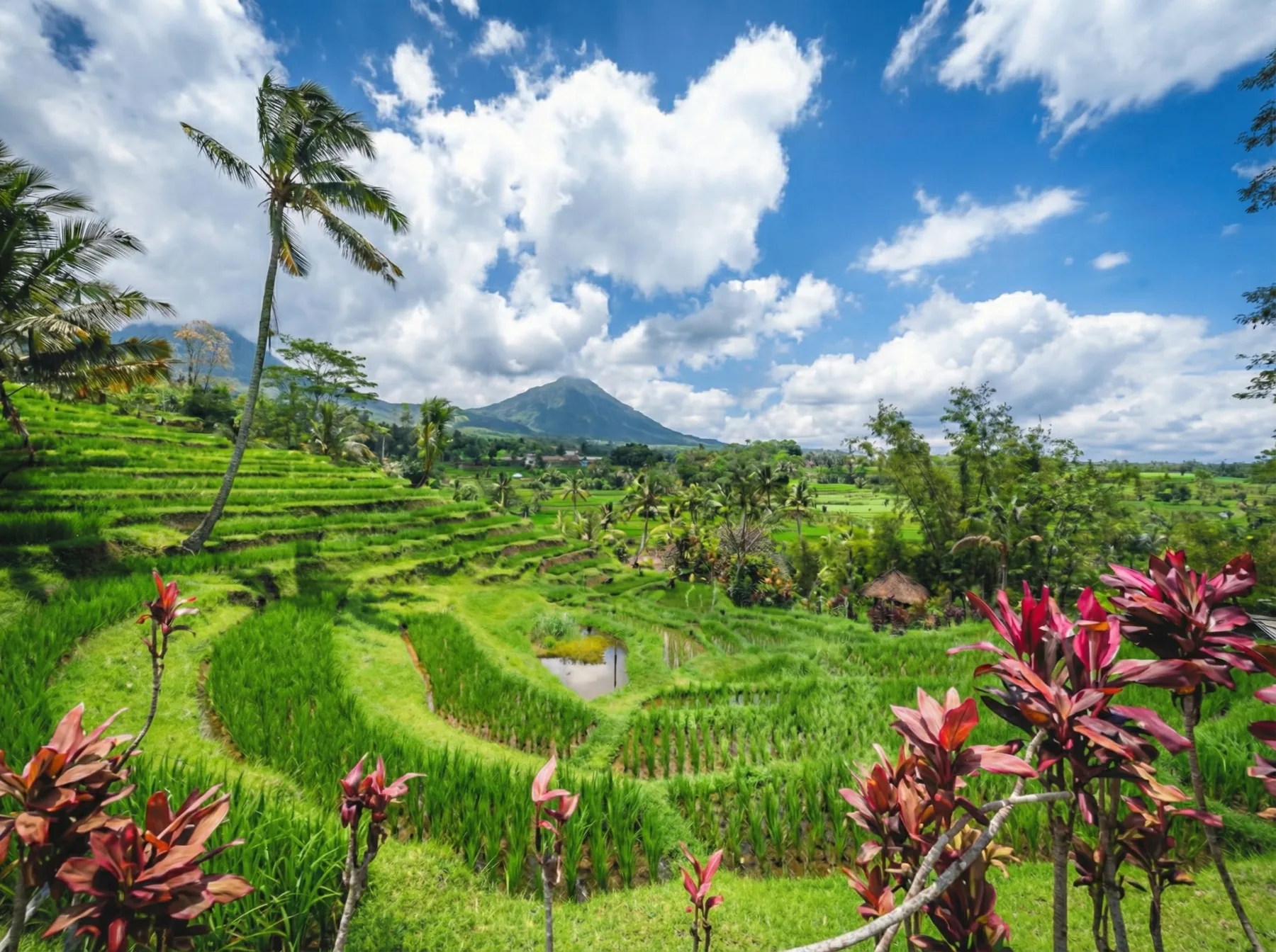ジャティルウィの美しい棚田
